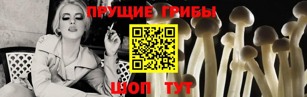 Большой Камень  Псилоцибиновые грибы Cubensis  Вход с VPN 